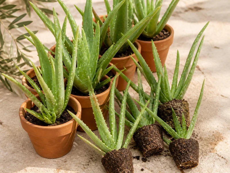 Aloe Vera Fidanı fiyatları