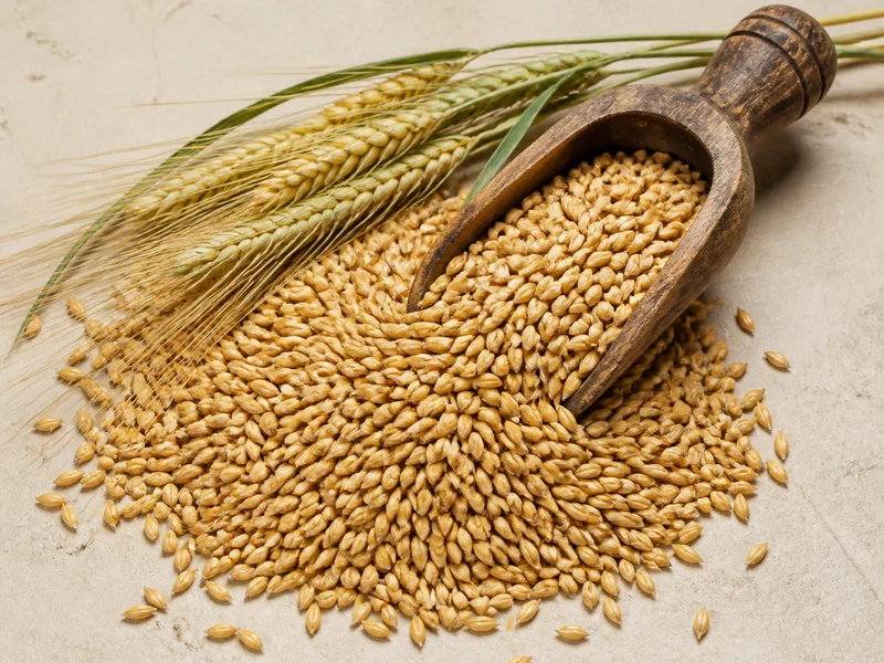 Arpa Tohumu (Kışlık) fiyatları