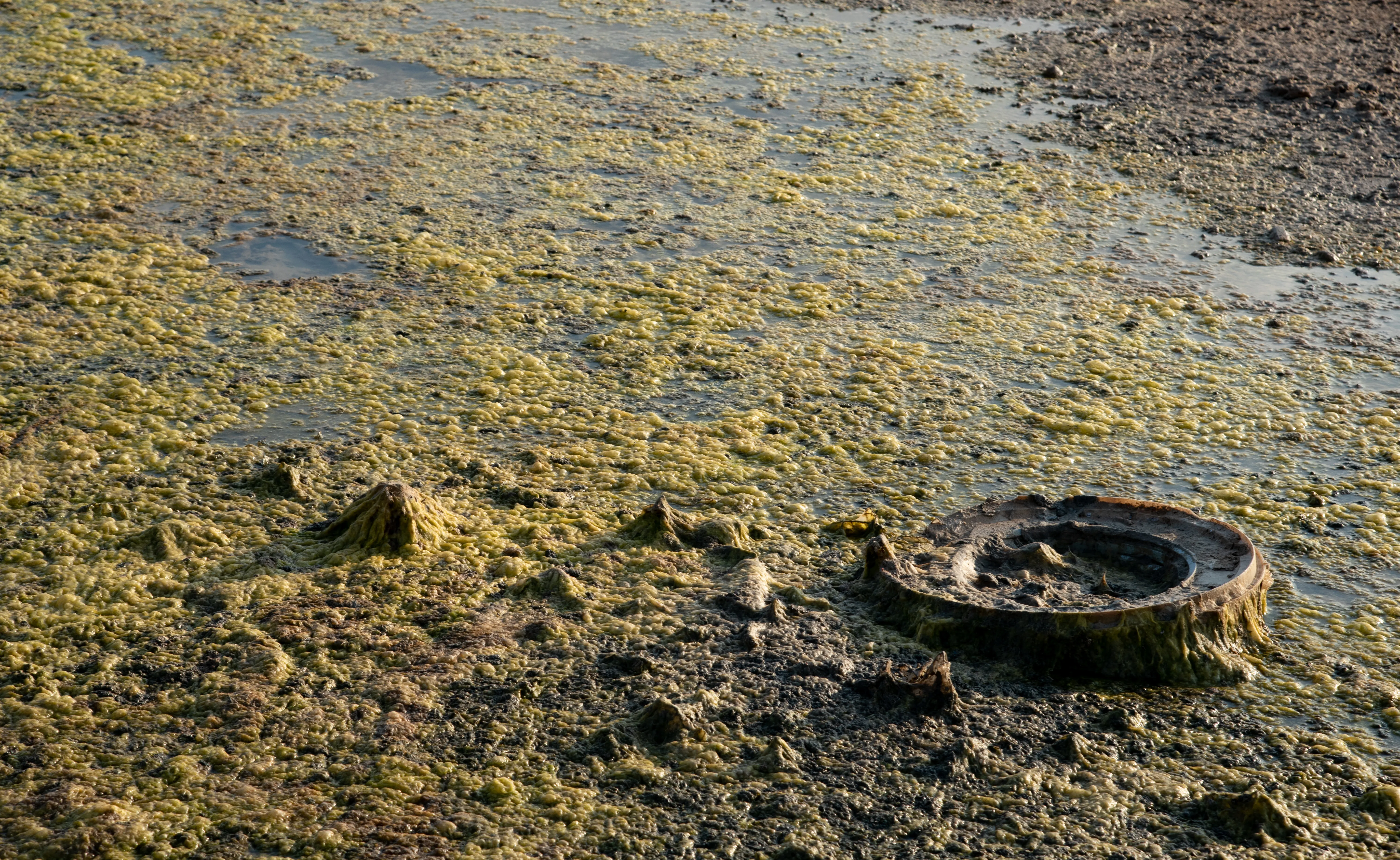 DENİZ YOSUNUNDAN DOĞAL GÜBRE: TARIMDA YENİ NESİL ÇÖZÜM