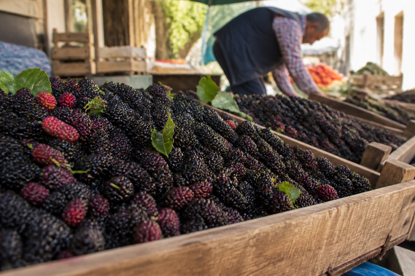 Dut Fiyatı %42 Geriledi: Son 3 Gün Ortalama 64,15 TL/kg Seviyesinde