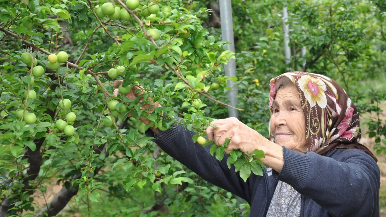 🍑 Mayıs Ayında Yaş Meyve Sebze İhracatı Rekor Kırdı: 249 Milyon Dolar Aşıldı!