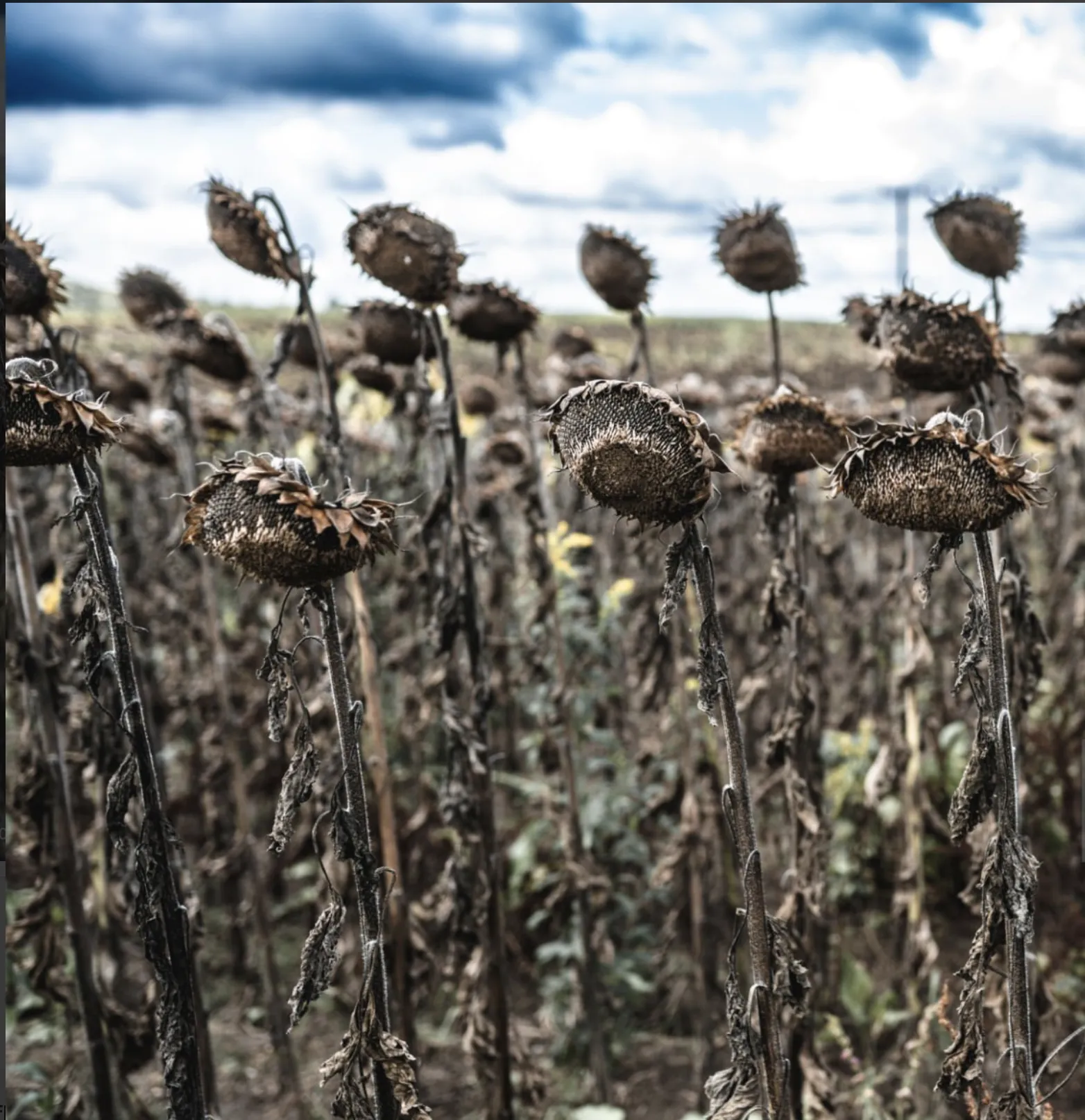 Osmaniye’de Kuraklık Ayçiçeği Hasadını Vurdu: Çiftçi “Zararına Biçiyoruz” Dedi