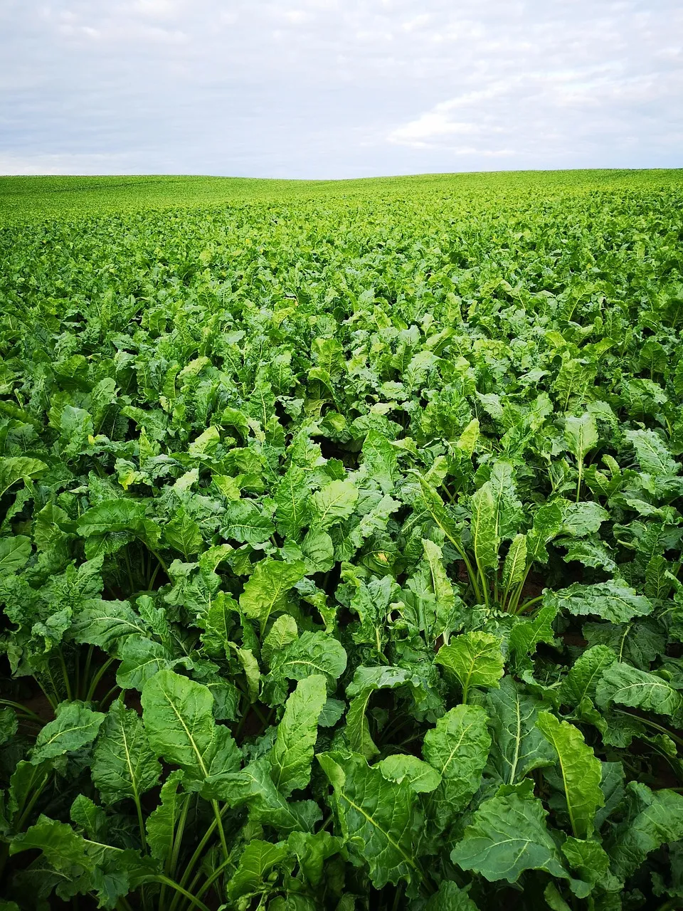 Şeker Pancarı Fiyatında Yeni Sayfa: 3.100 TL’lik Güncelleme Ne Anlama Geliyor?