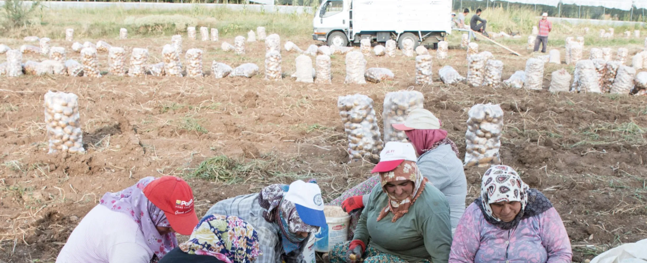 Tarlada Patates Var, Alıcı Yok: Üretici Ürününü Çürümeden Satamıyor