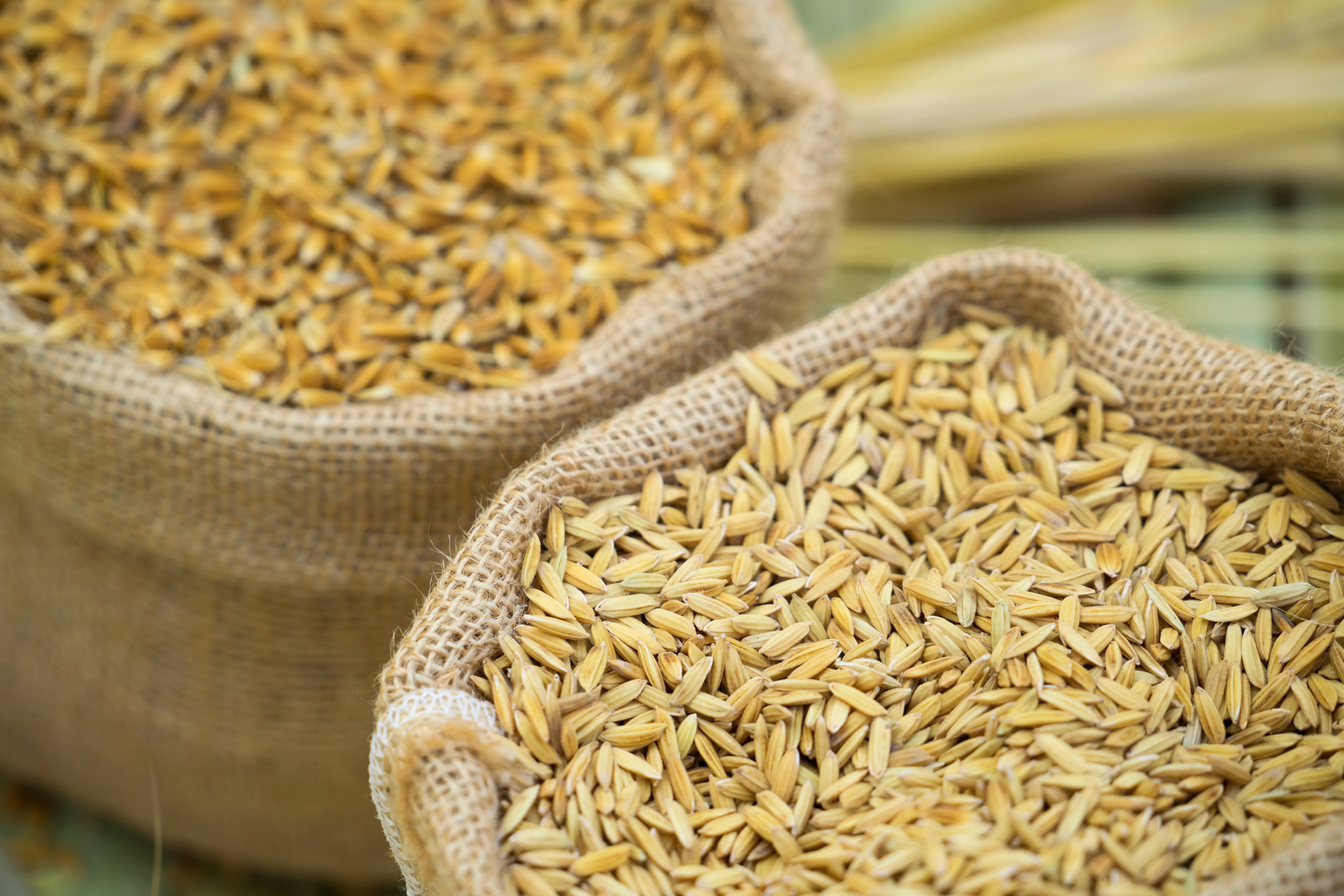 Türkiye, Yeni Hasada Kadar Hububatta Kendi İhtiyacını Karşılayacak Kapasitede