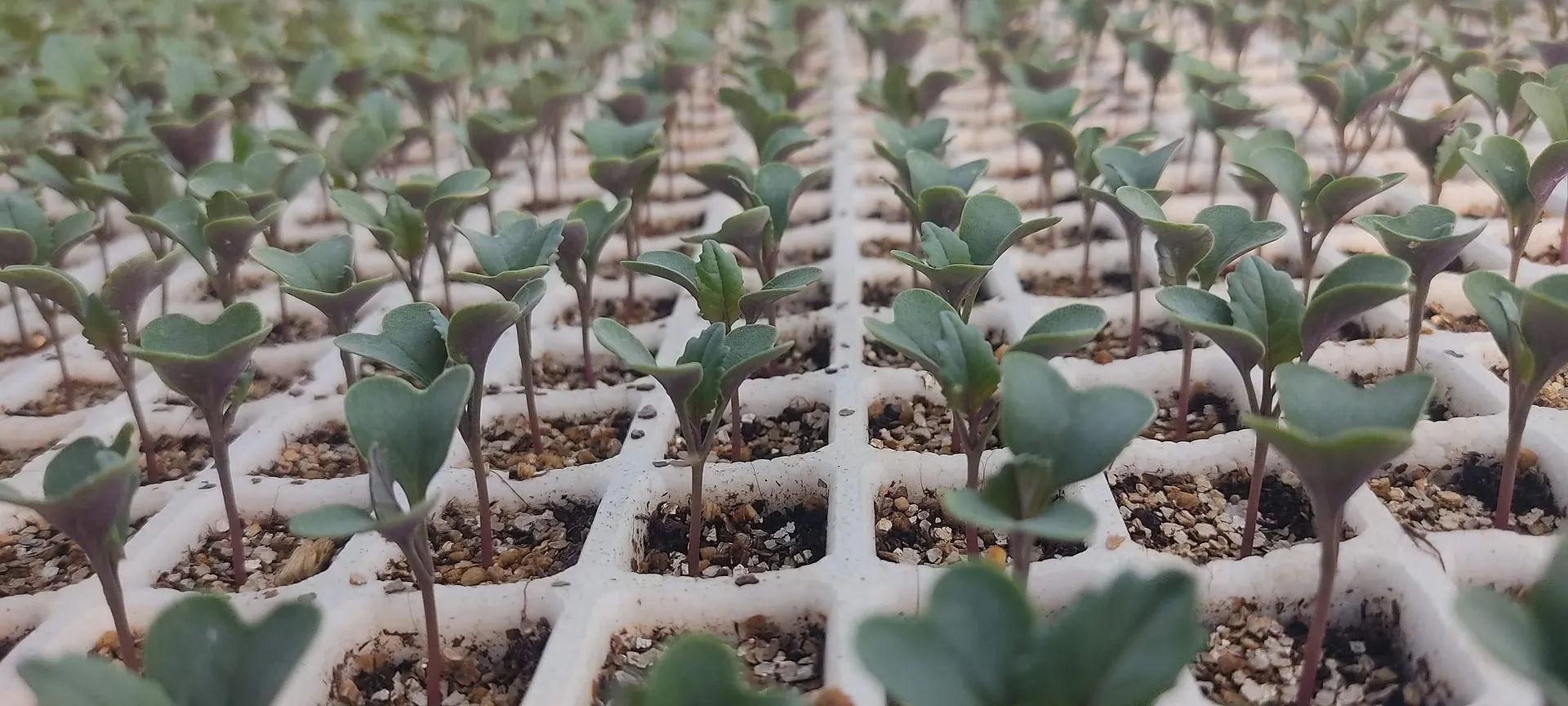  Ücretsiz Sebze Fidesi Desteği Üreticiyi Sevindirdi – Başvurularda Son Gün 20 Haziran