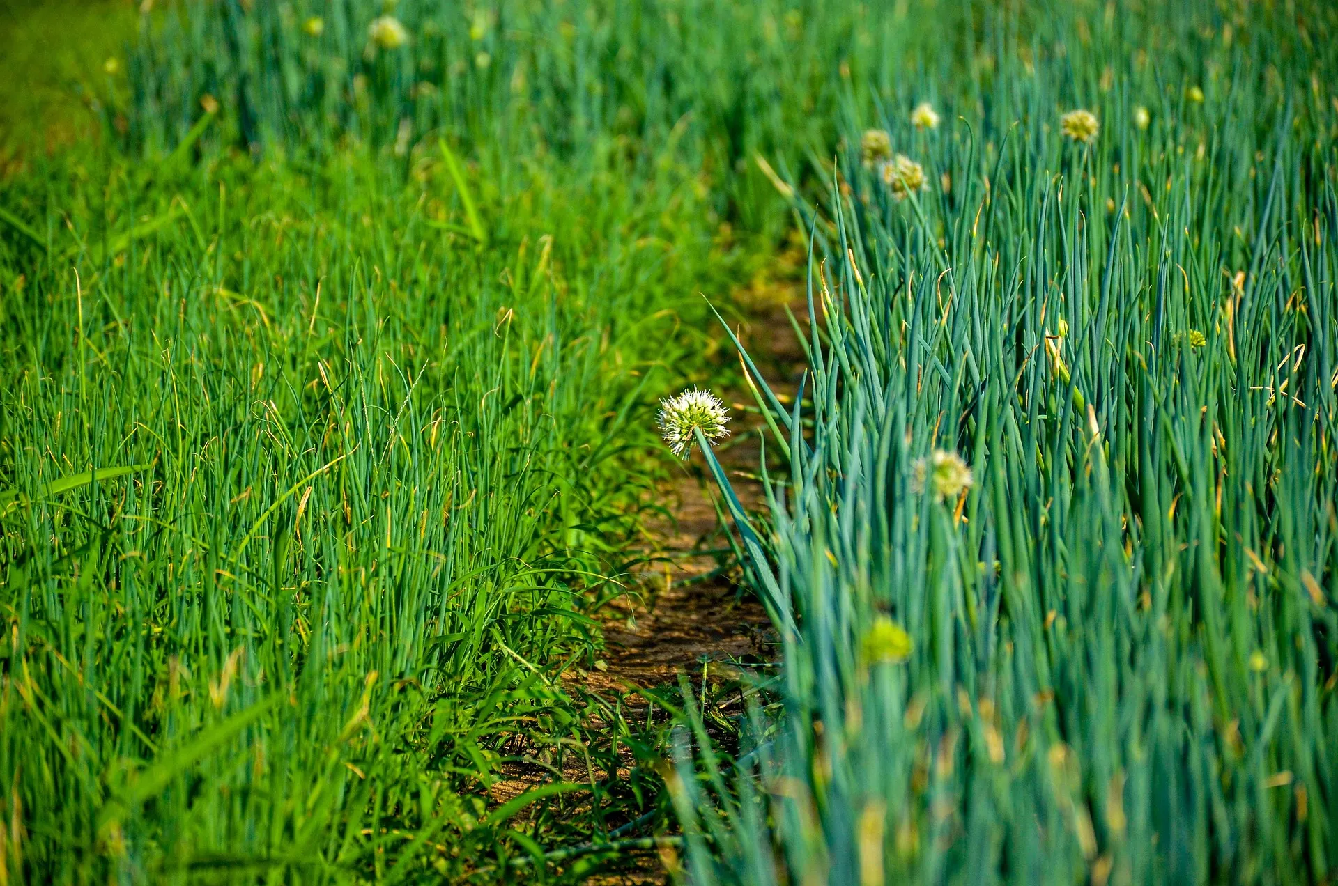 Üretici Satamıyor, Tüketici Korkuyor: Tarımda Soğan, Hal Sistemi ve Kalıntı Sorunu