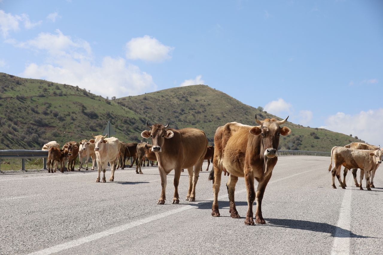 Yollardaki Başıboş Hayvan Tehdidine Karşı Sıkı Denetim