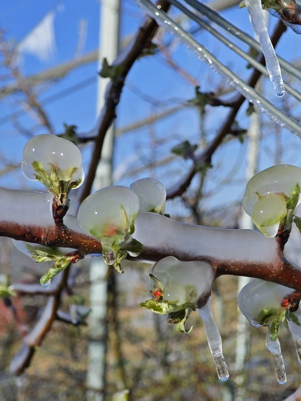 Zirai Don 36 İlde Tarımı Vurdu: Üreticiler Endişeli