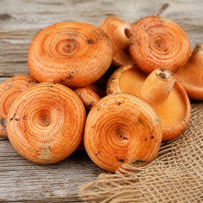 Kanlıca hasadı