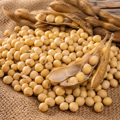 Soya hasadı