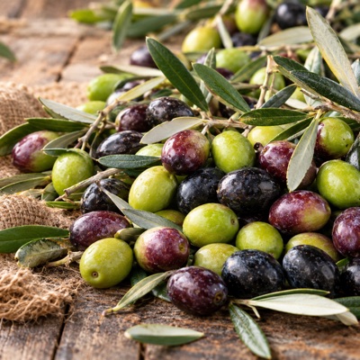 Zeytin yetiştiriciliği