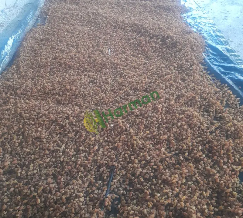 1 inci kalite kuru üzümlerimizi 5,10,20 kg paketler halinde satışa sunuyoruz.