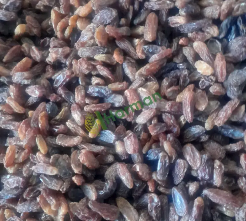 1 inci kalite kuru üzümlerimizi 5,10,20 kg paketler halinde satışa sunuyoruz.