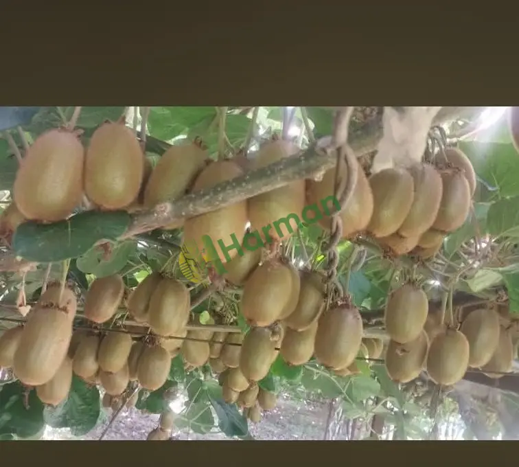 Kivi nasıl saklanır