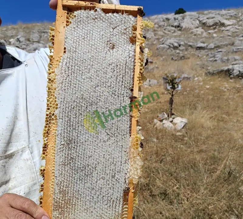 %100 Doğal, Katkısız Kekik Geven Kırçiçek Sivas Gürün Balı