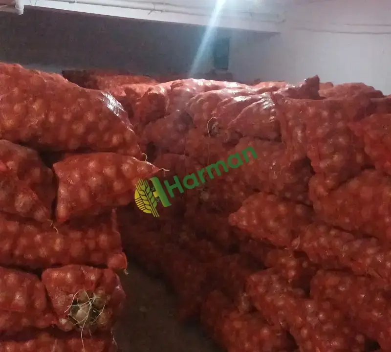 100 ton soğan