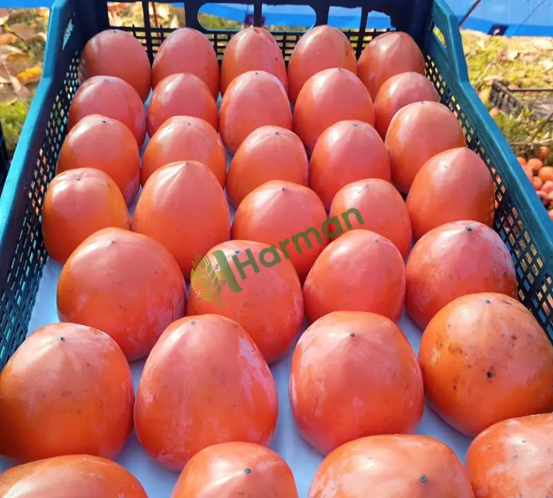 1000 ton Trabzon Hurması / Cennet Elması Alım İlanıdır