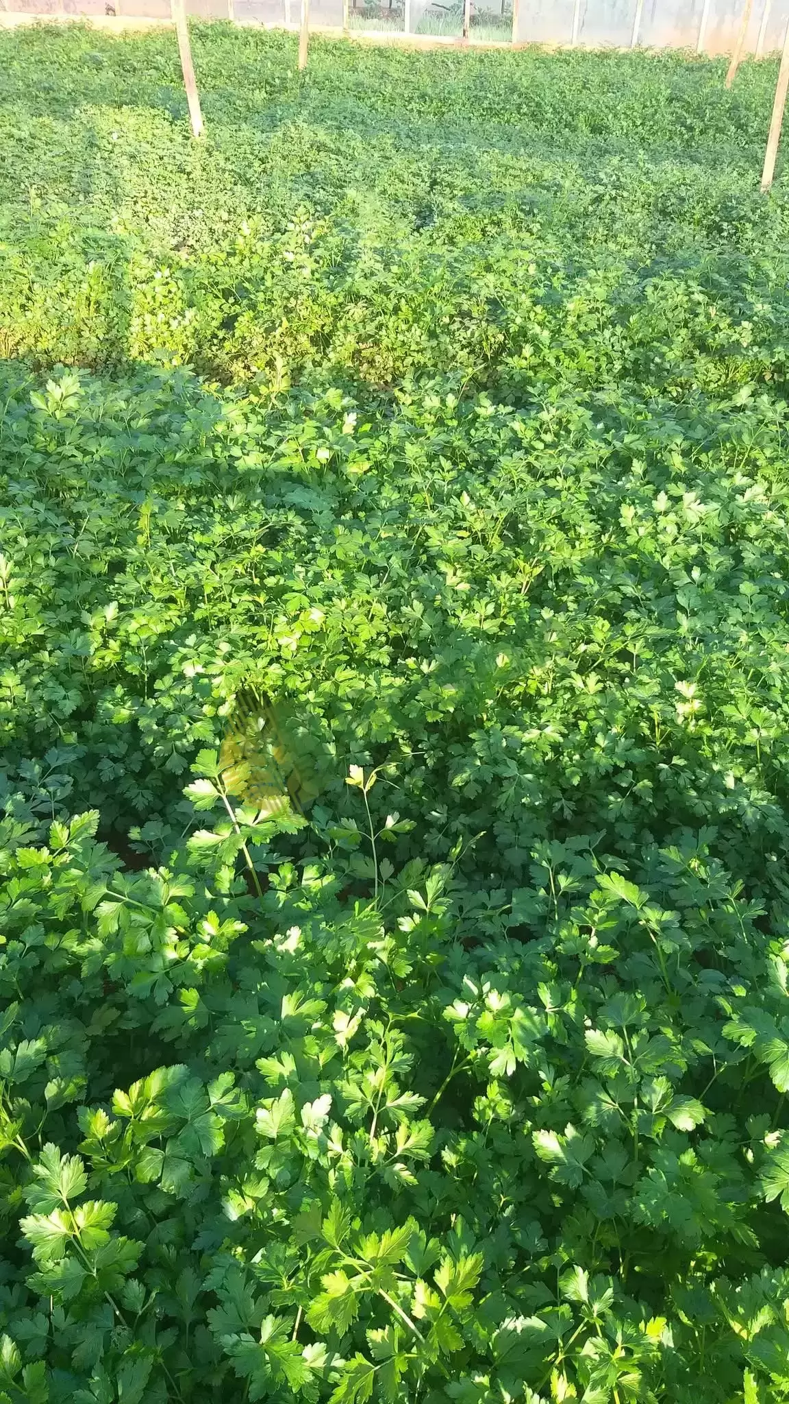 1200 metrekare maydonoz