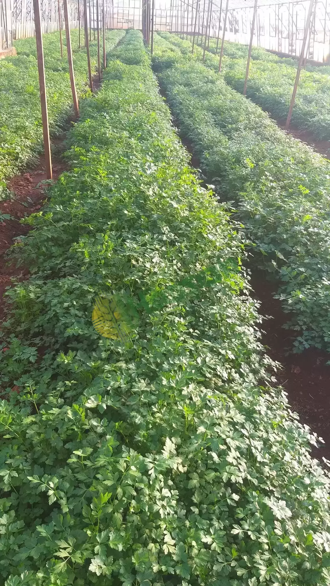 1200 metrekare maydonoz