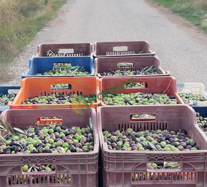 14 TON Manzelina yeşil zeytin