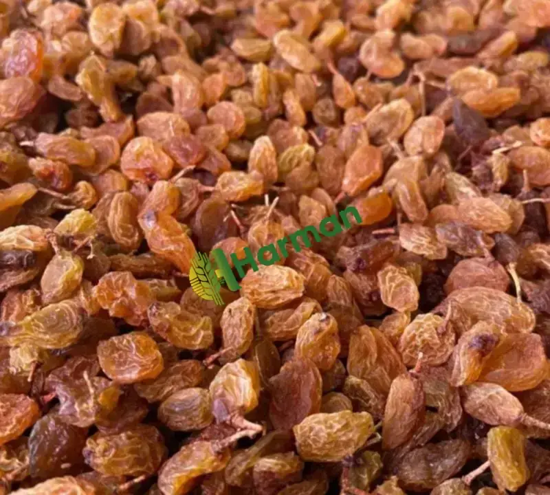1.Kalite Çekirdeksiz kuru üzüm