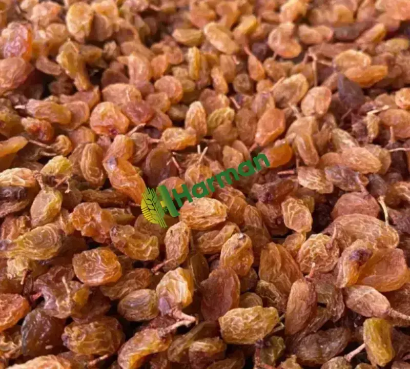 1.Kalite Çekirdeksiz kuru üzüm