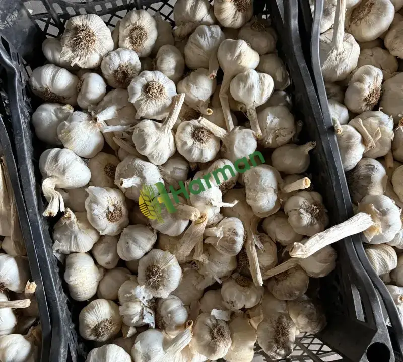 1.kalite sarımsak