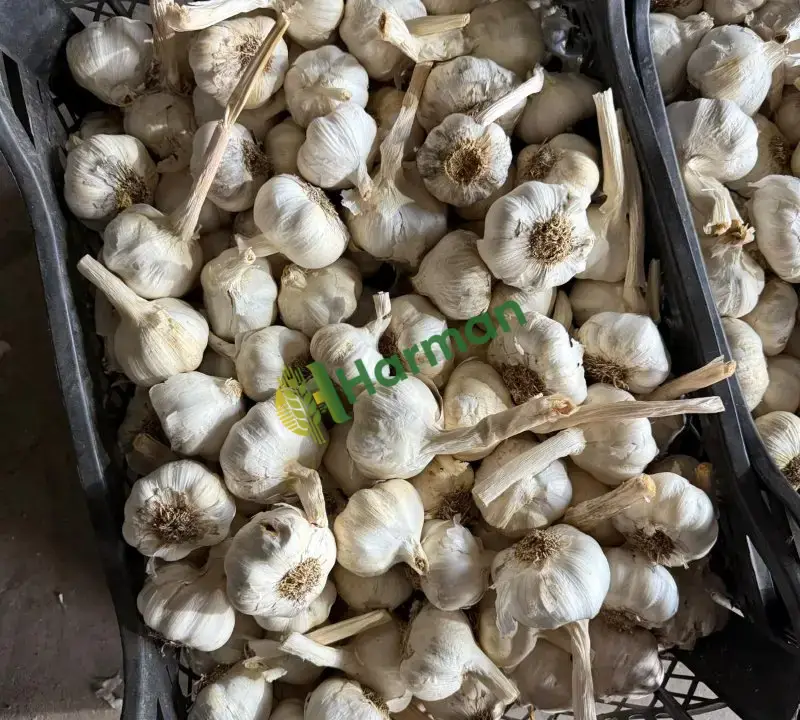 1.kalite sarımsak