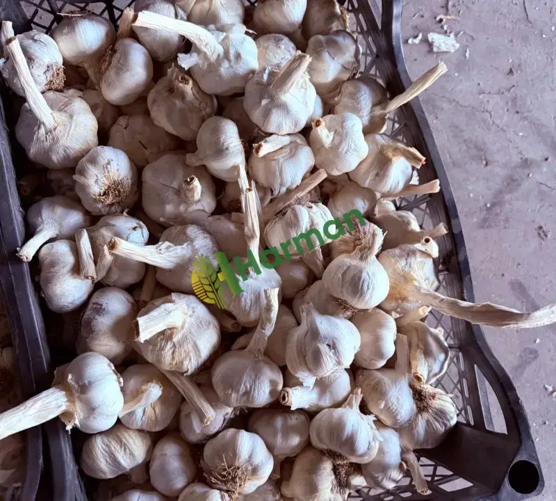 1.kalite sarımsak