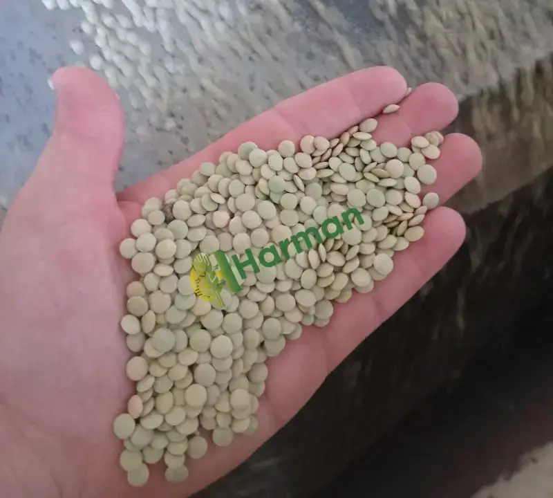 1.sınıf A++ kalite Tohumluk&Yemeklik yeşil mercimek