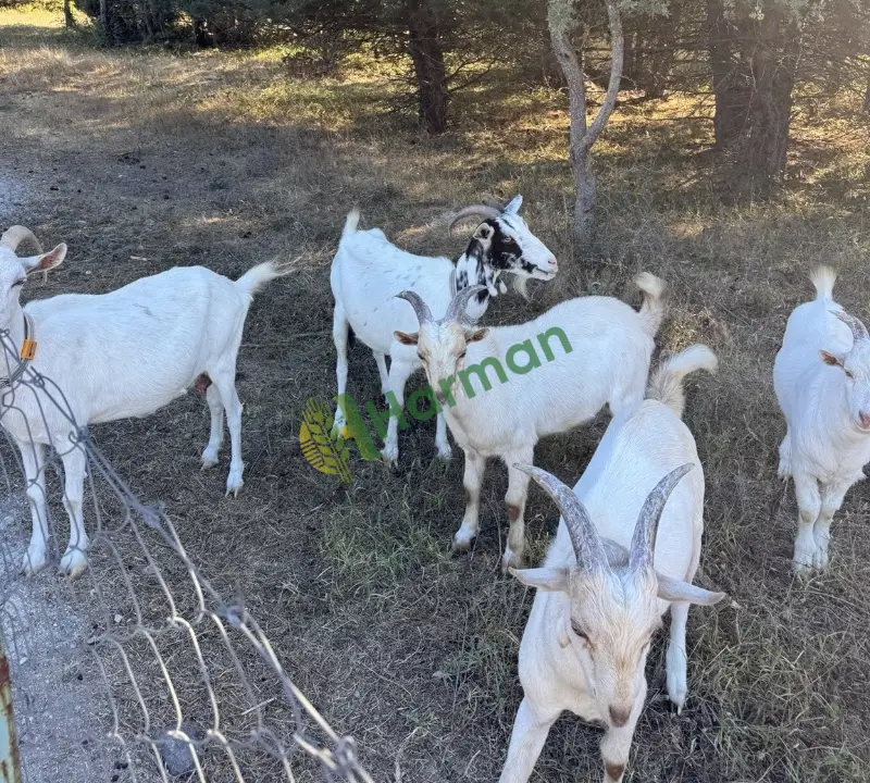 2 dişi 3 oğlak sanen süt keçileri