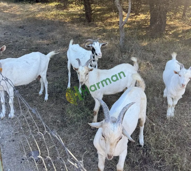 2 dişi 3 oğlak sanen süt keçileri