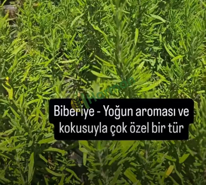 Biberiye Diğer hal fiyatı