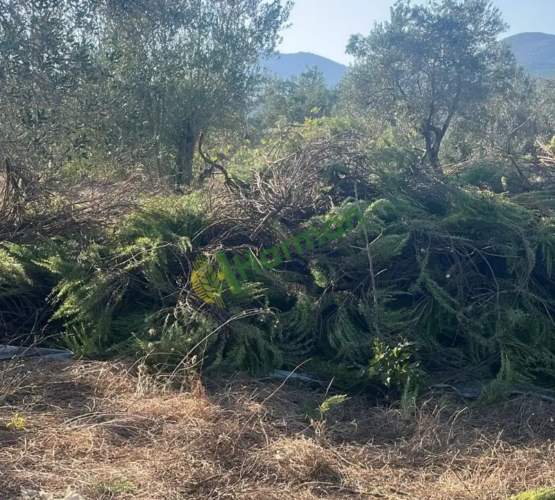 2 ton kadar el işlemeli tertemiz biberiye