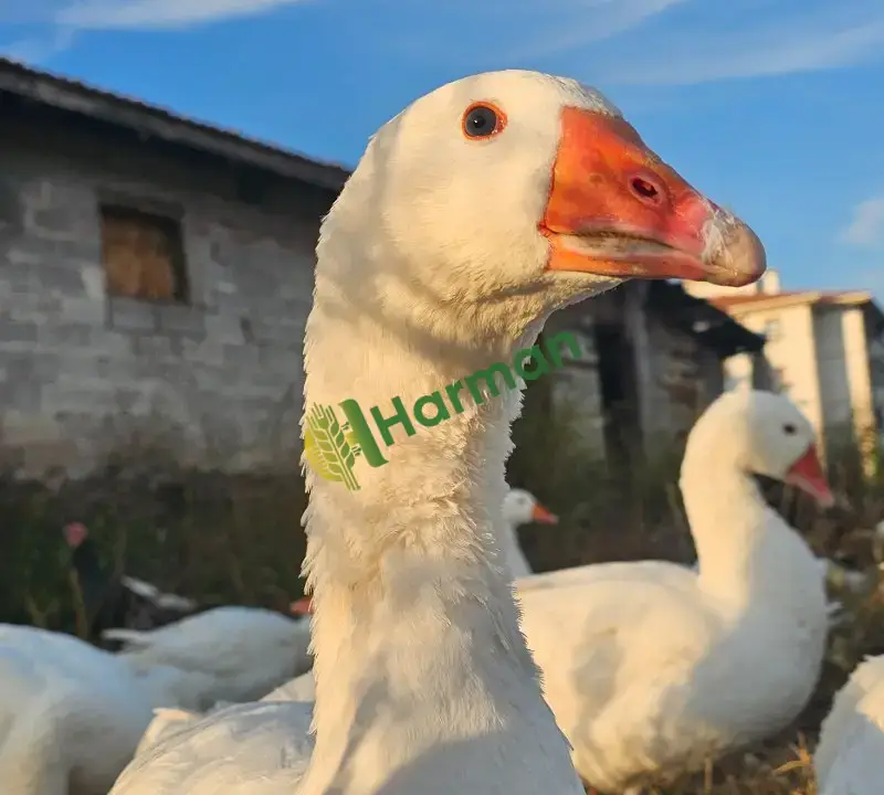 20 Adet Alman Mast Kazı – Toplu Satılık