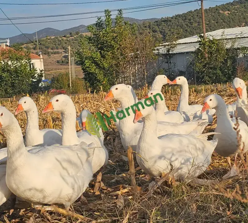 20 Adet Alman Mast Kazı – Toplu Satılık