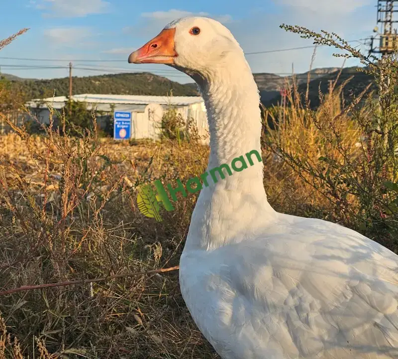 20 Adet Alman Mast Kazı – Toplu Satılık