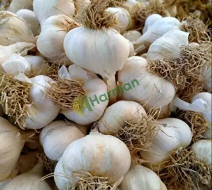 20 TON KURU SARIMSAK – İRİ KALİBRE – ÜRETİCİDEN – MANİSA
