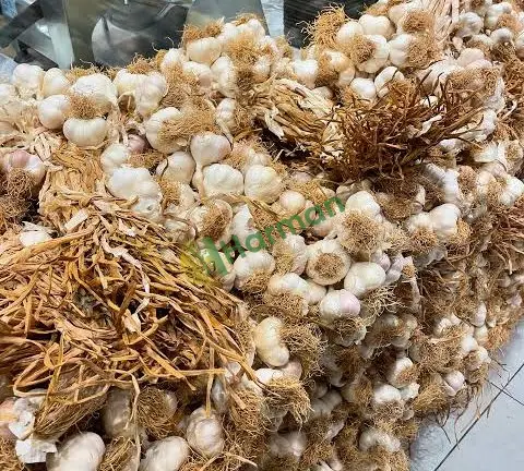 20 TON KURU SARIMSAK – İRİ KALİBRE – ÜRETİCİDEN – MANİSA