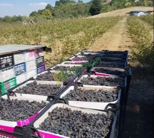20 ton toptan  satılık Aronya