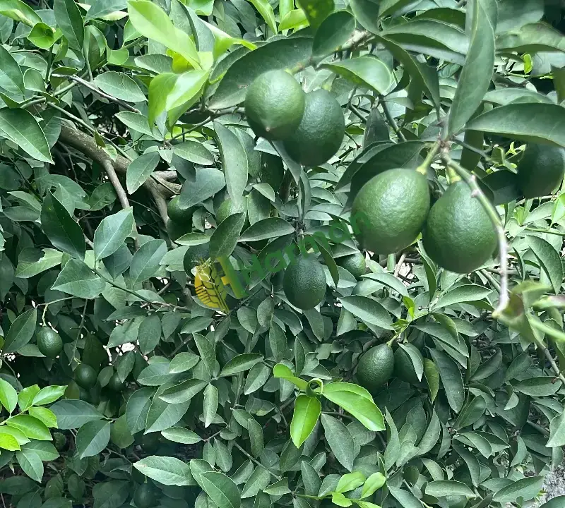 200 tondan  fazla Mayer limon dalda 1850 ağac