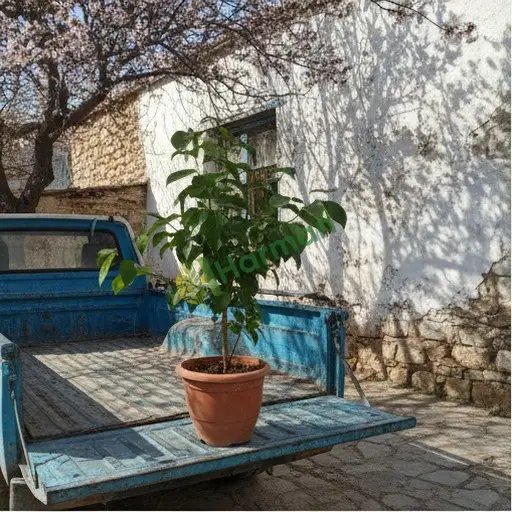 Elazığ Ağın'da ağlayan fikus satılık