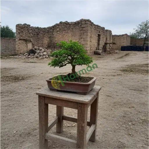 Tunceli Hozat'ta akçaağaç bonsai satılık