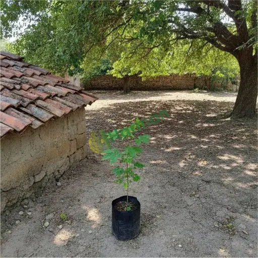 Kırıkkale'de Akçaağaç satılık