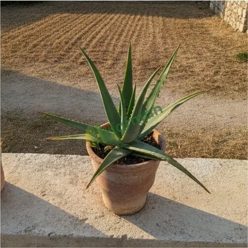 Bartın Amasra'da aloe vera alıyorum