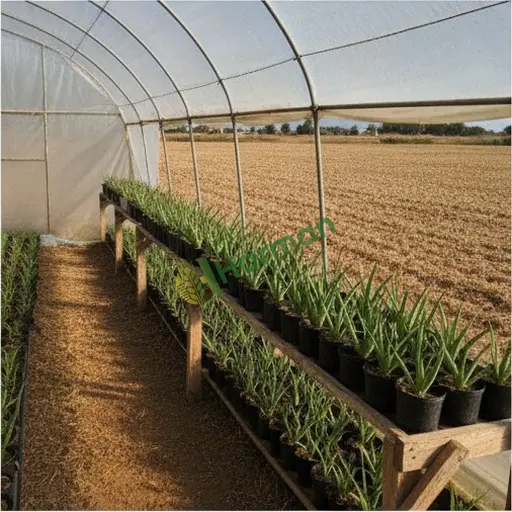 Gaziantep Nizip'te aloe vera fidanı lazım