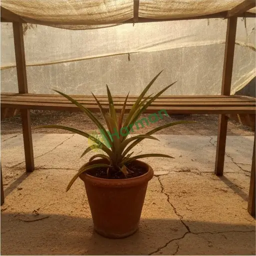 Artvin Hopa'da süs ananas bitkisi satılık