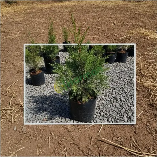 Ardahan Damal'da ardıç satılık