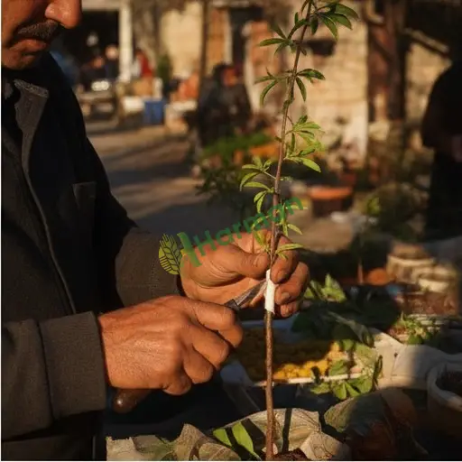 Diyarbakır Kulp'ta Aşılama Hizmeti Verilir